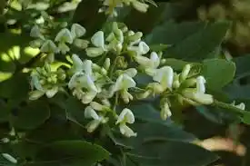 18 Medicinal Health Benefits Of Styphnolobium japonicum (Japanese Pagoda Tree)