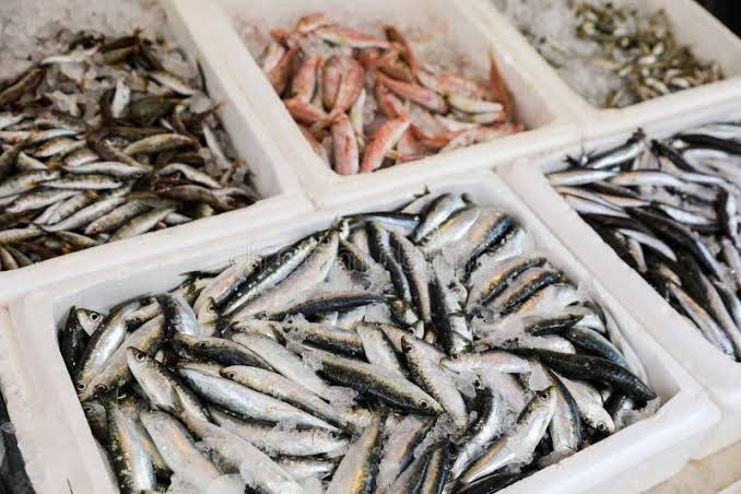 How to Farm and Care for European Pilchard Fish (Sardina pilchardus)