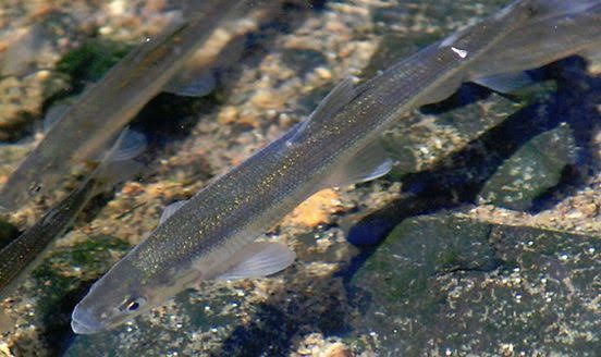 How to Farm and Care for Capelin Fish (Mallotus villosus)