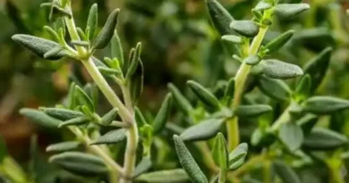 16 Medicinal Health Benefits Of Thymus vulgaris (Common Thyme)