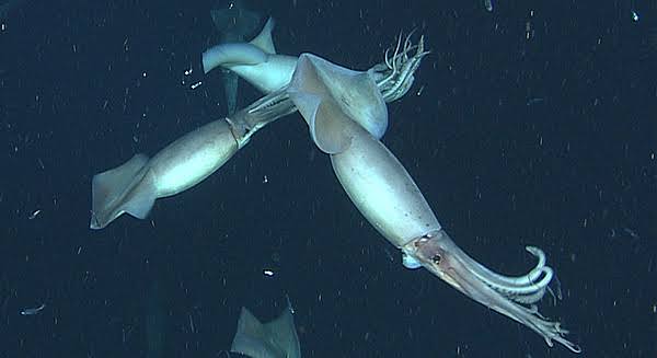 How to Farm and Care for Jumbo Flying Squid (Dosidicus gigas)