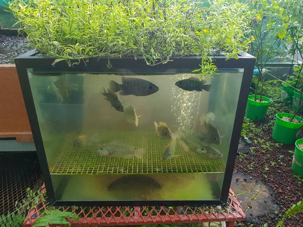 Complete Guide to Starting Aquaponics Complete Guide to Starting Aquaponics