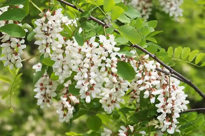 15 Medicinal Health Benefits Of Robinia pseudoacacia (Black Locust)
