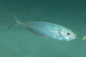 How to Farm and Care for Bigeye Scad Fish (Selar crumenophthalmus) How to Farm and Care for Bigeye Scad Fish (Selar crumenophthalmus)