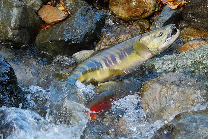 How to Farm and Care for Chum Salmon Fish (Oncorhynchus keta)