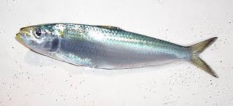 How to Farm and Care for Goldstripe Sardinella Fish (Sardinella gibbosa)