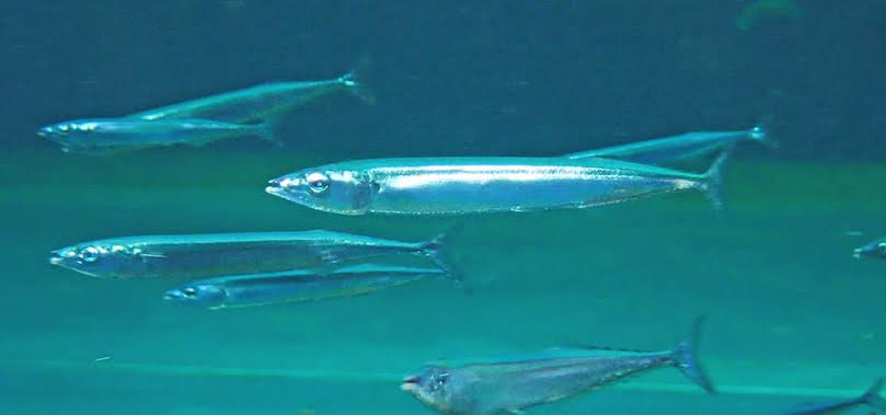 How to Farm and Care for Pacific Saury Fish (Cololabis saira)