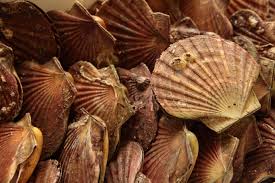 How to Farm and Care for Yesso Scallop (Patinopecten yessoensis)