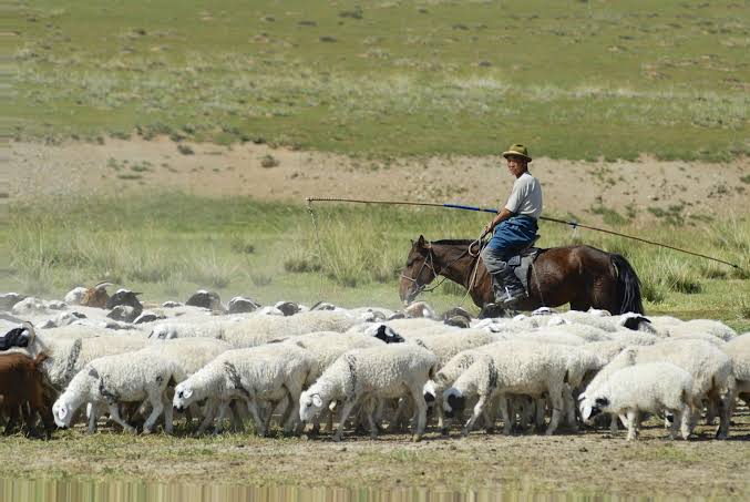 Small Ruminants: Sheep and Goats Classification