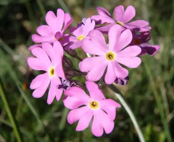 16 Medicinal Health Benefits of Primula farinosa (Bird's-eye Primrose)