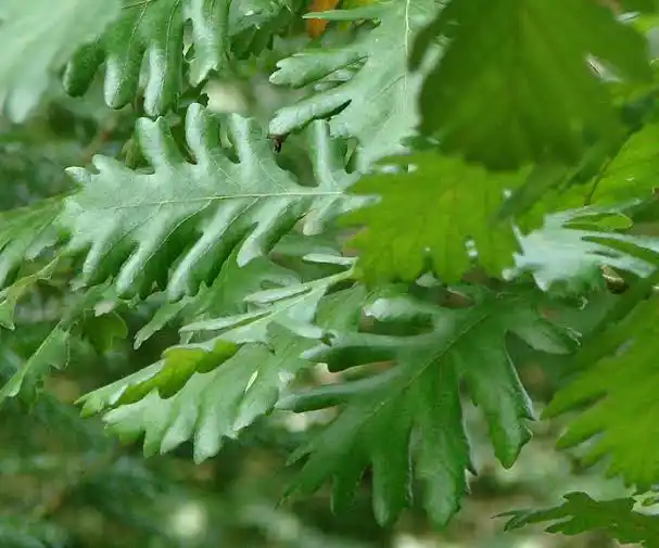 15 Medicinal Health Benefits Of Quercus frainetto (Hungarian Oak)