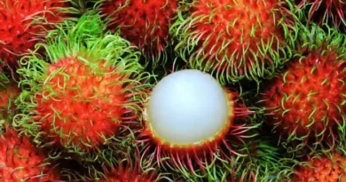 16 Medicinal Health Benefits Of Rambutan (Nephelium lappaceum)