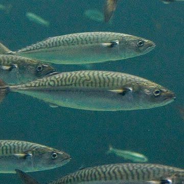 How to Farm and Care for Atlantic Mackerel Fish (Scomber scombrus)