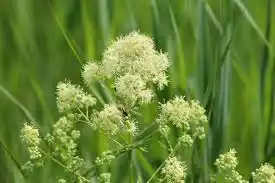 16 Medicinal Health Benefits Of Thalictrum flavum (Common Meadow Rue)