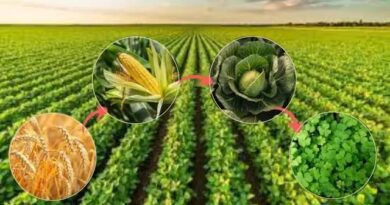 The Tips for Successful Crop Rotation