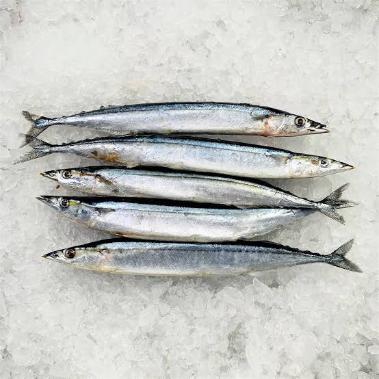 How to Farm and Care for Pacific Saury Fish (Cololabis saira)