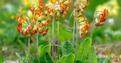 17 Medicinal Health Benefits Of Primula veris (Cowslip)