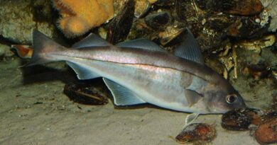 How to Farm and Care for Haddock Fish (Melanogrammus aeglefinus)