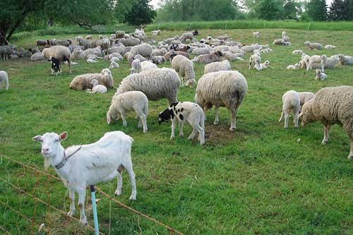 Small Ruminants: Sheep and Goats Classification