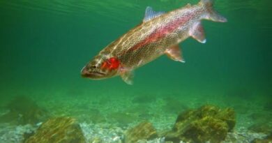 How to Farm and Care for Rainbow Trout Fish (Oncorhynchus mykiss)