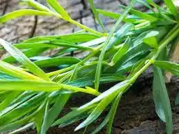 15 Medicinal Health Benefits Of Tarragon (Artemisia dracunculus)