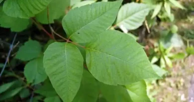 5 Medicinal Health Benefits Of Toxicodendron radicans (Poison Ivy)