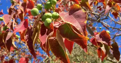 10 Medicinal Health Benefits Of Triadica sebifera (Chinese Tallow Tree)