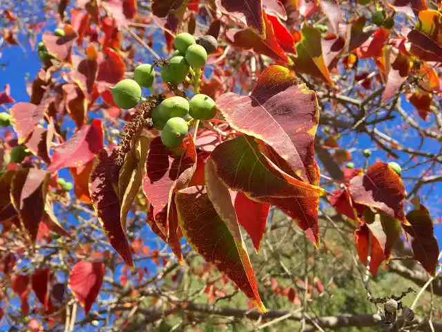 10 Medicinal Health Benefits Of Triadica sebifera (Chinese Tallow Tree)