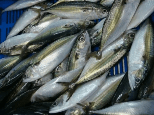 How to Farm and Care for Indian Mackerel Fish (Rastrelliger kanagurta)