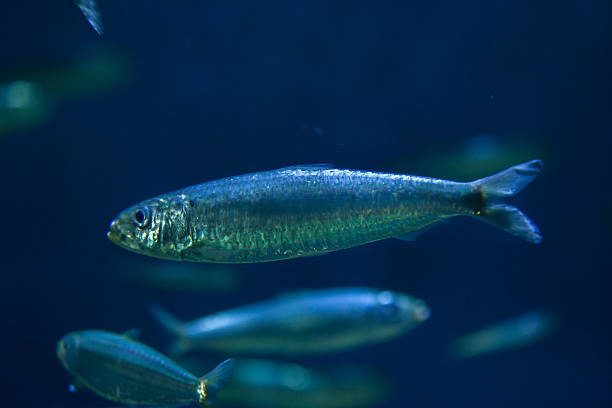 How to Farm and Care for European Pilchard Fish (Sardina pilchardus)