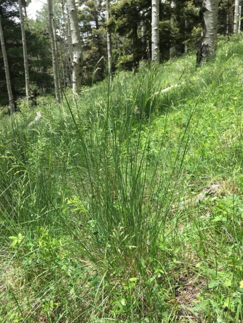 How To Grow, Use and Care For Thurber's Fescue Grass (Festuca Thurberi)