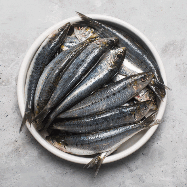 How to Farm and Care for Southern African Anchovy Fish (Engraulis capensis)