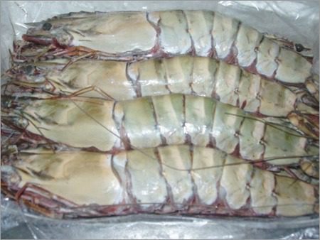 How to Farm and Care for Southern Rough Shrimp (Trachysalambria curvirostris)