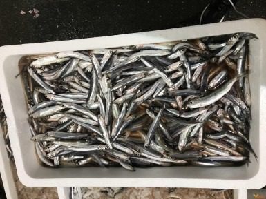 How to Farm and Care for European Anchovy Fish (Engraulis encrasicolus)