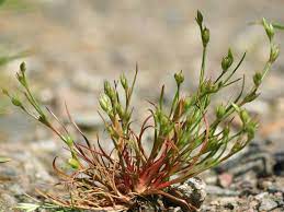 How To Grow, Use and Care For Toad Rush Grass (Juncus Bufonius)