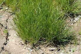 How To Grow, Use and Care For Toad Rush Grass (Juncus Bufonius)