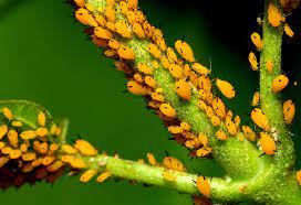 Aphids (Aphidoidea): The Silent Garden Pest That Can Ruin or Transform Your Crops