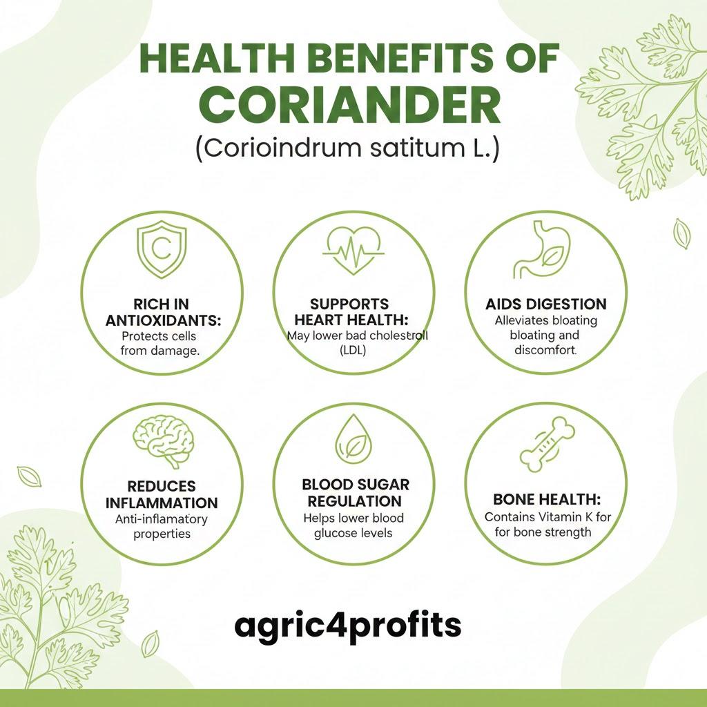 Health Benefits of Coriander (Coriandrum sativum L.)