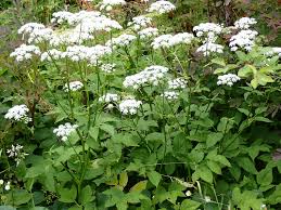 18 Manfaat Kesehatan Obat dari Tanaman Elder Tanah (Aegopodium podagraria)