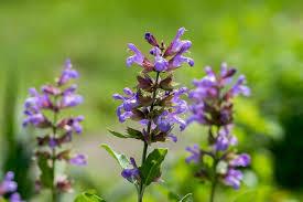 4 Manfaat Kesehatan dari Daun Sage (Salvia officinalis)