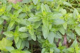 6 Manfaat Kesehatan dari Oregano (Origanum vulgare)