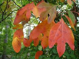 5 Manfaat Kesehatan dari Sassafras (Sassafras albidum)