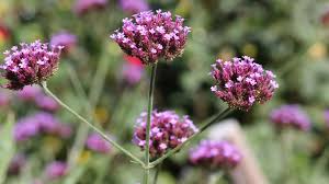 4 Manfaat Kesehatan dari Vervain (Verbena Officinalis)