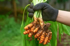 8 Manfaat Kesehatan Kunyit (Curcuma longa)