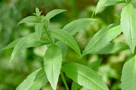 18 Manfaat Kesehatan Obat dari Lemon Verbena (Aloysia citrodora)
