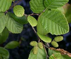 8 Manfaat Kesehatan Obat dari Pohon Alder (Alnus)