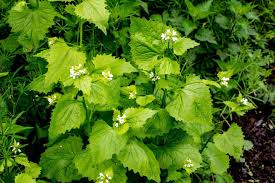 15 Manfaat Kesehatan Obat dari Bawang Putih Sawi Putih (Alliaria petiolata)