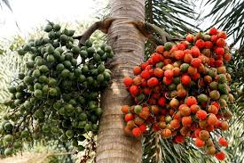 15 Manfaat Kesehatan Obat dari Buah Pinang (Areca catechu)