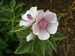 Health Benefits of Marshmallow Root (Althaea Officinalis)