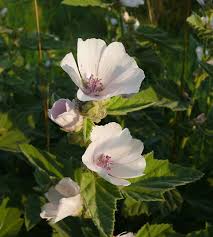 Health Benefits of Marshmallow Root (Althaea Officinalis)